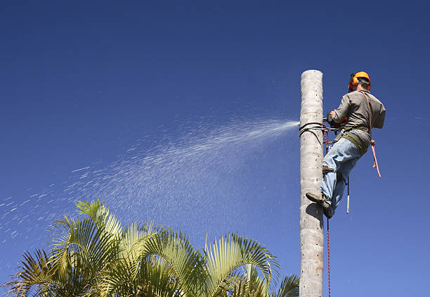 Best Grass Overseeding  in East Honolulu, HI