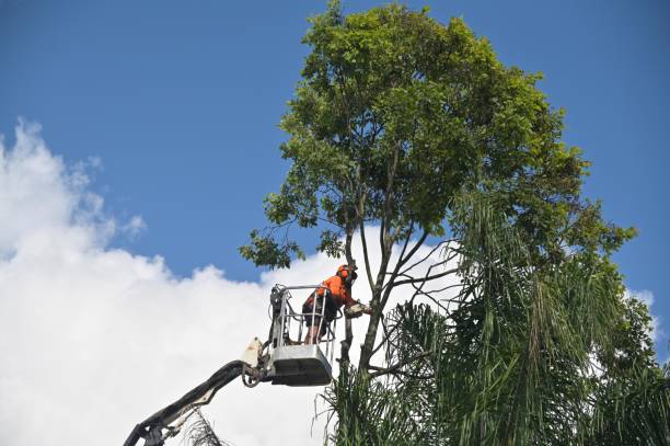 Trusted East Honolulu, HI Tree Services Experts