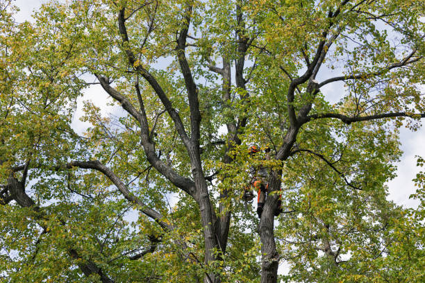 How Our Tree Care Process Works  in  East Honolulu, HI